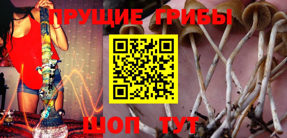 закладка  Вход с VPN  Клинцы  Галлюциногенные грибы Cubensis 